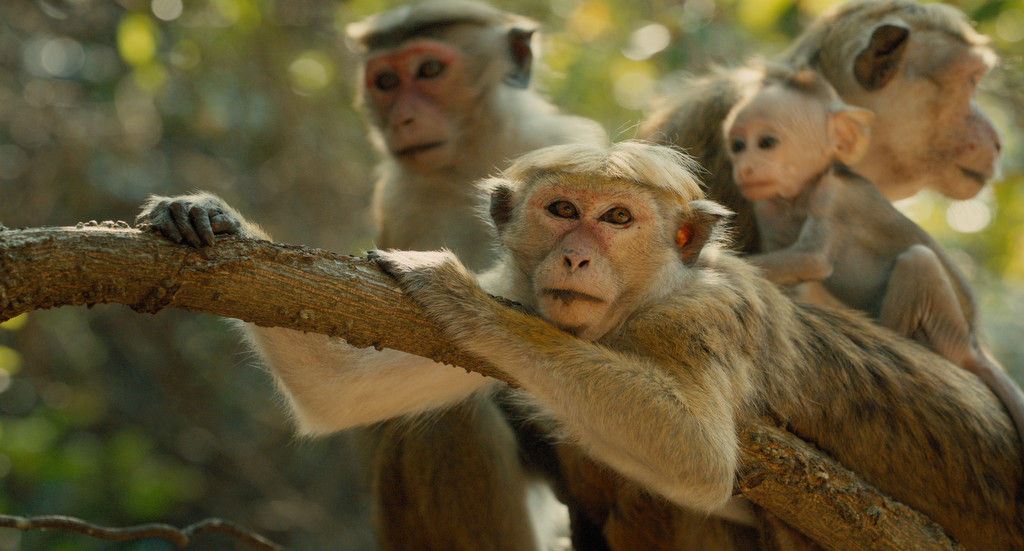 'Monkey Kingdom'